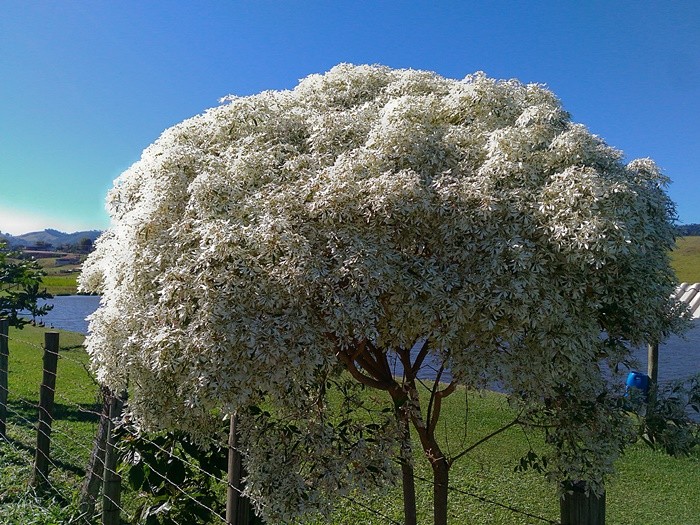 "Vem a o Inverno,floresce a ` Neve da Montanha`" de Decio Badari