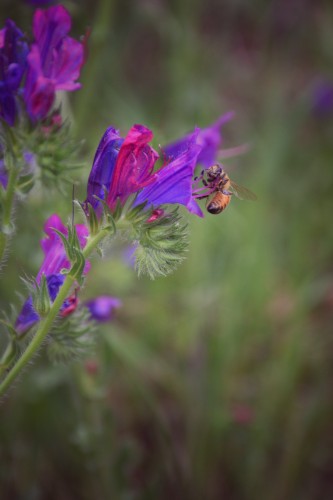 "Abeja" de Silvana Magali Frank