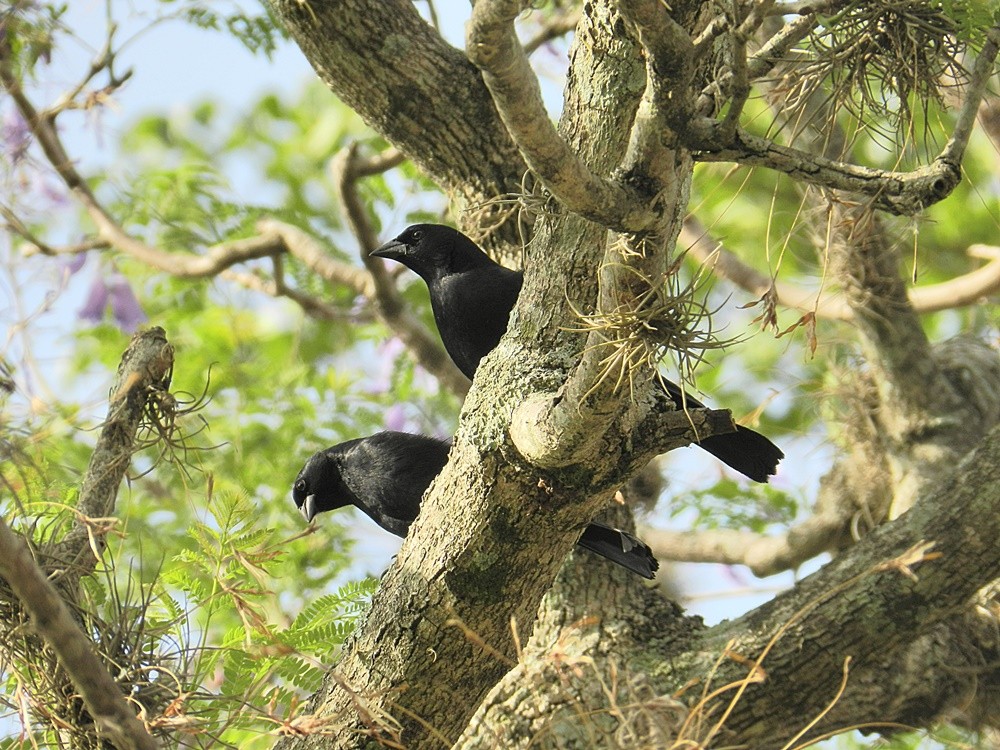 "Black y black" de Decio Badari