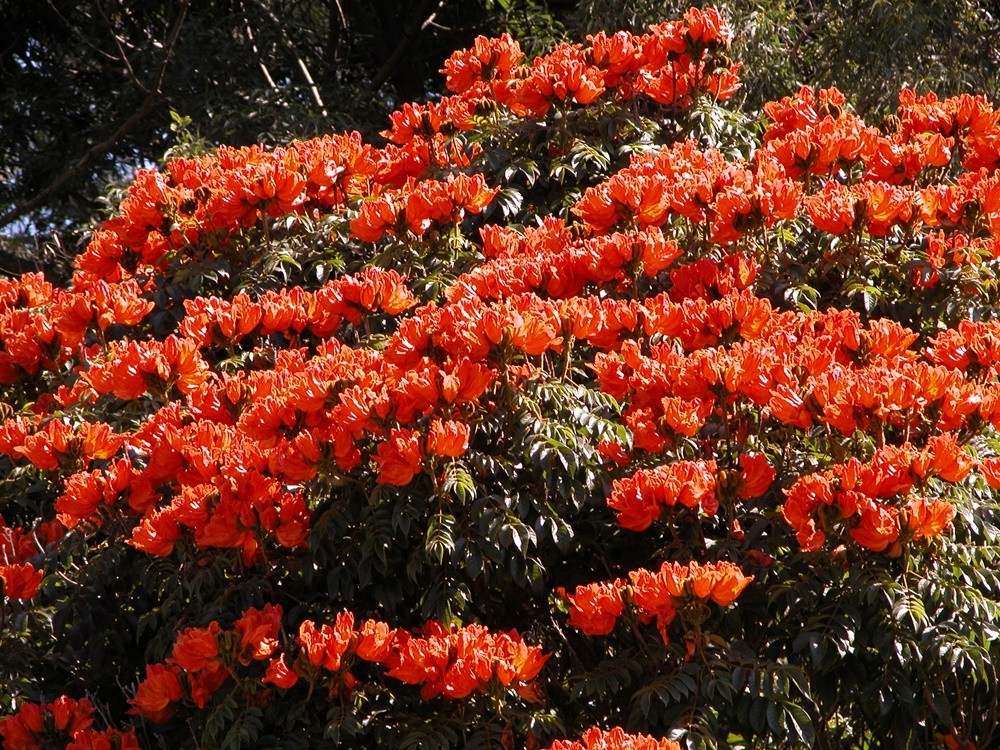 "Tulipeira  Spathodea campanulata....favor ler...." de Decio Badari