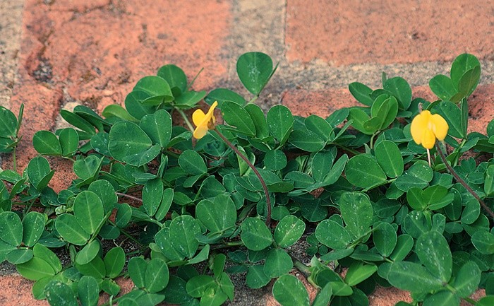 "Um olhar na Natureza, antes do nascer do Sol" de Decio Badari