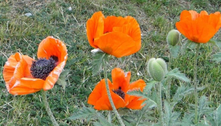 "Hermosas" de Amparo Josefina Maggi