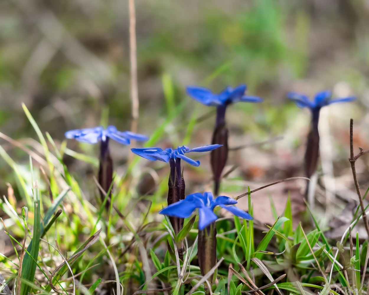 "floretes dels Gorgs" de David Roldn