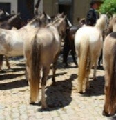 "Caballos" de Amparo Josefina Maggi