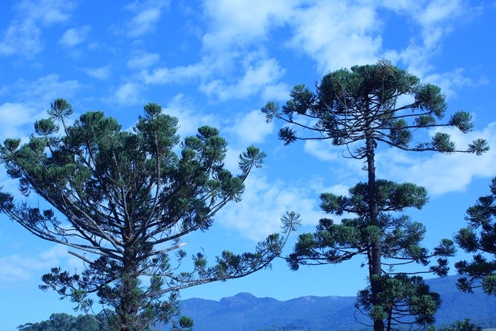 "A Mantiqueira,Araucarias e nuvens fotogenicas!" de Decio Badari