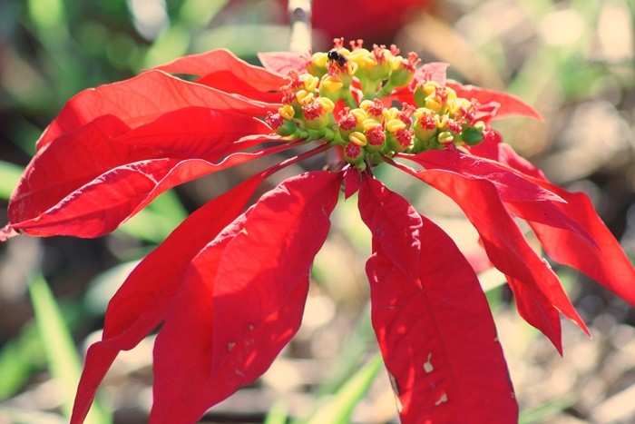 "Poinstia  Euphorbia pulcherrima" de Decio Badari