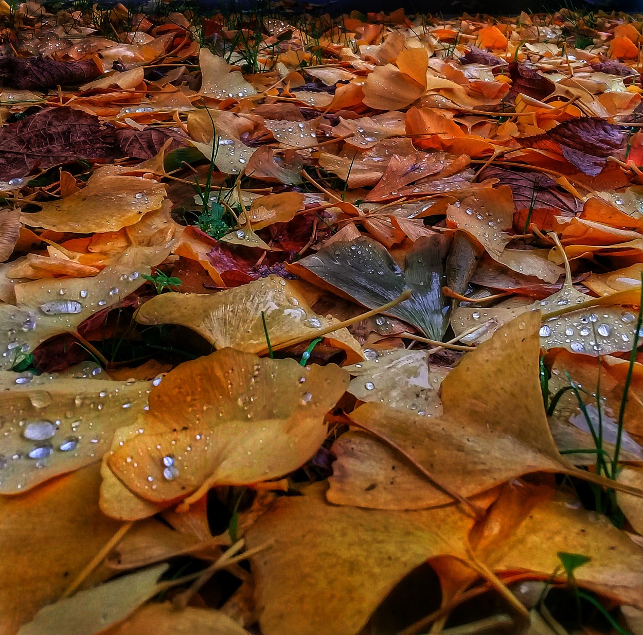 "Gotas de lluvia sobre otoo" de Roberto Guillermo Hagemann