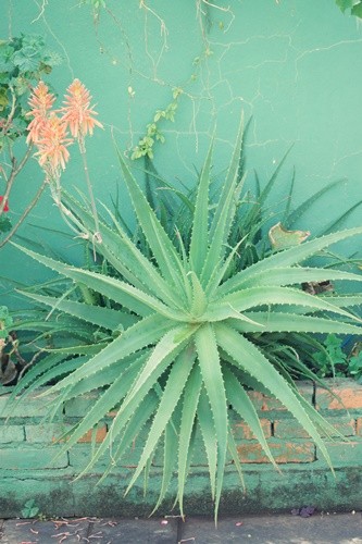 "Em nosso jardim ` Baboza` ( Aloe vera )" de Decio Badari