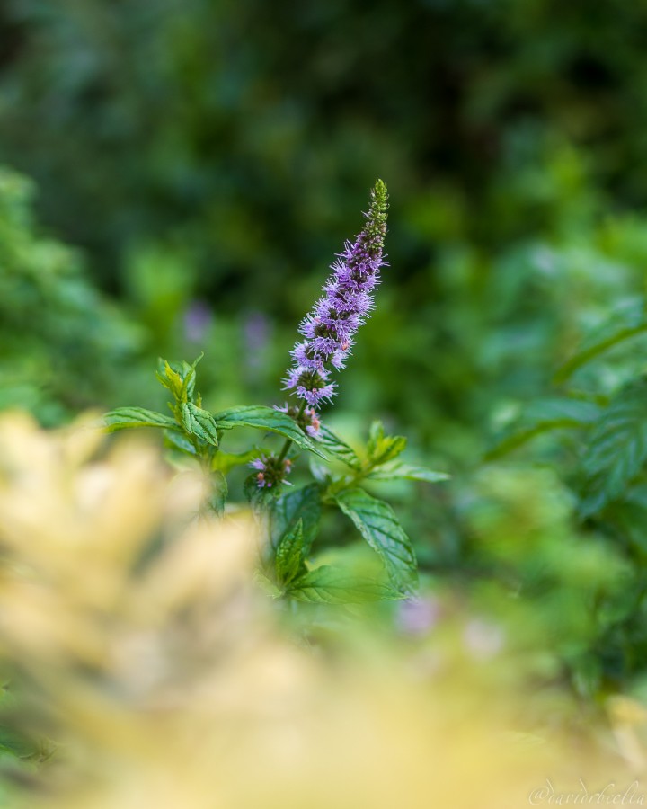 "Lavandula angustifolia" de David Roldn