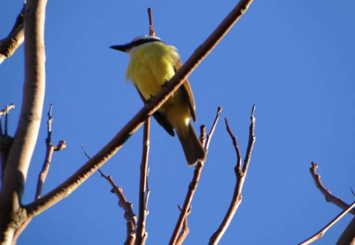 "Pajaro" de Amparo Josefina Maggi