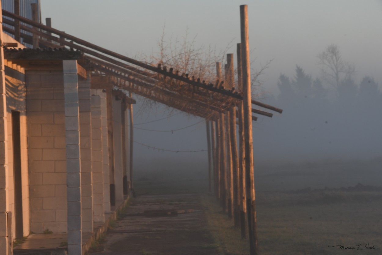 "Entre la niebla" de Miriam E. Sotelo