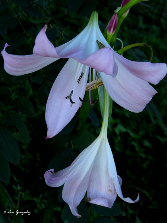 "la flor" de Lidia Gonzalez