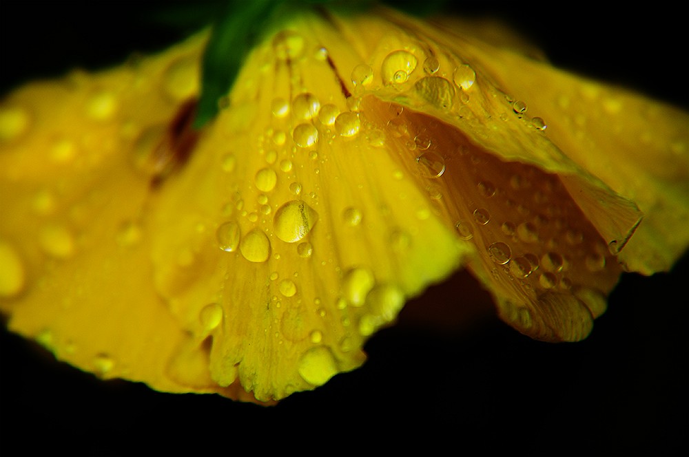 "Despues de la lluvia" de Astrid Riecken