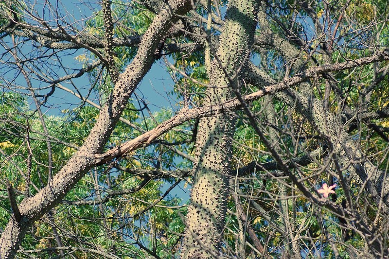 "Na frondosa Paineira uma nica,viva a Natureza!" de Decio Badari