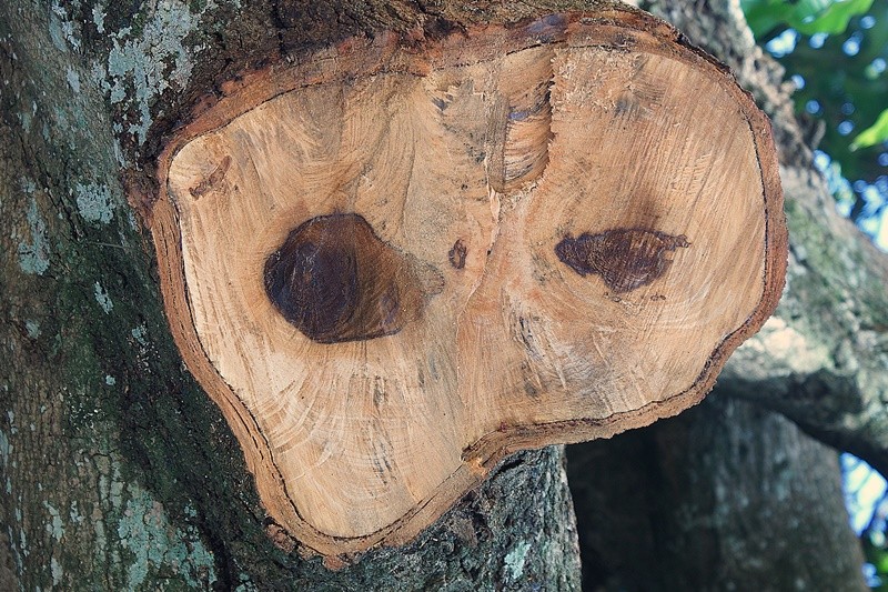 "O `triste olhar da Me Natureza` !" de Decio Badari