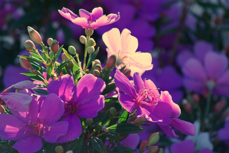 "Manac-da-serra  Tibouchina mutabilis........" de Decio Badari