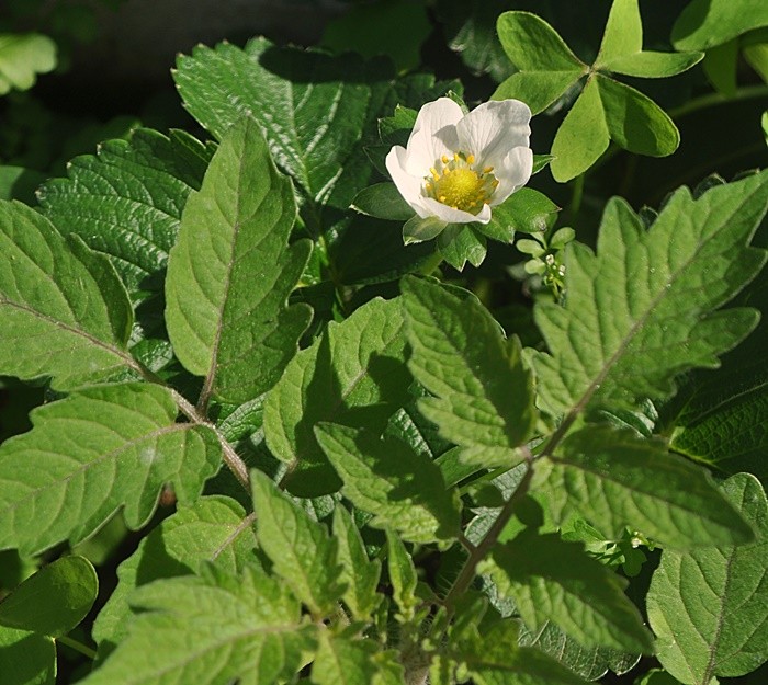 "A primeira flor do Morango." de Decio Badari