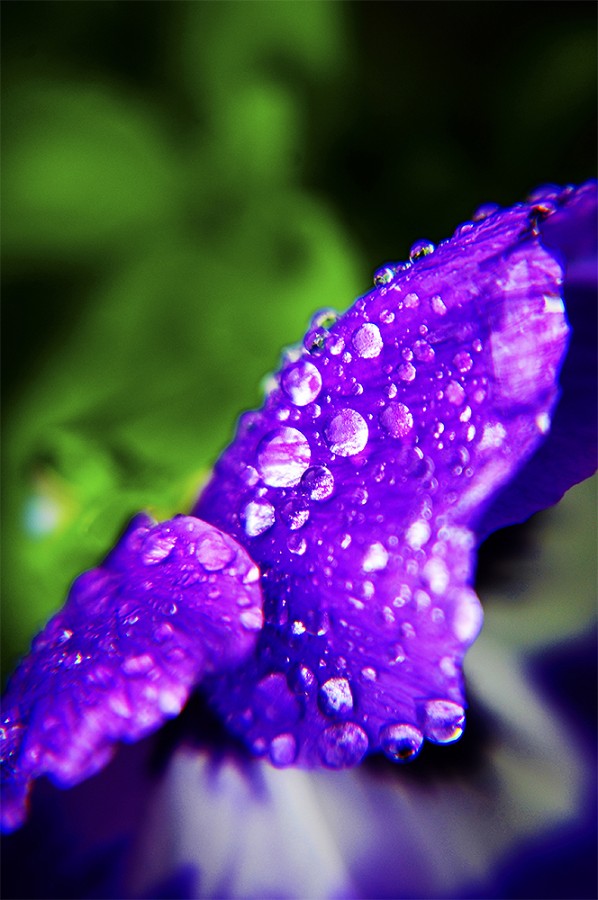 "Despues de la lluvia I" de Astrid Riecken