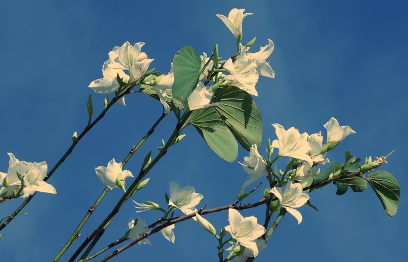 "Pata-de-vaca  Bauhinia variegata" de Decio Badari