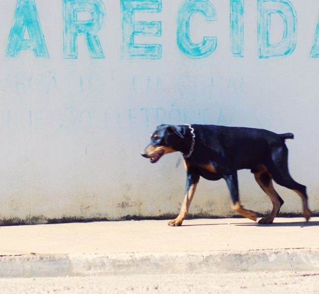 "Eu sou o ` Thor`,minha raa Doberman." de Decio Badari