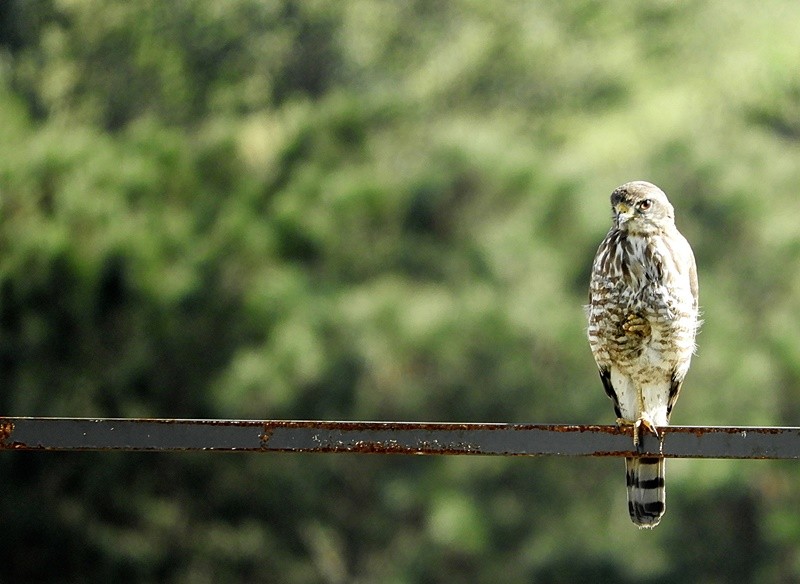 "Visita, O gavio-carij (Rupornis magnirostris" de Decio Badari