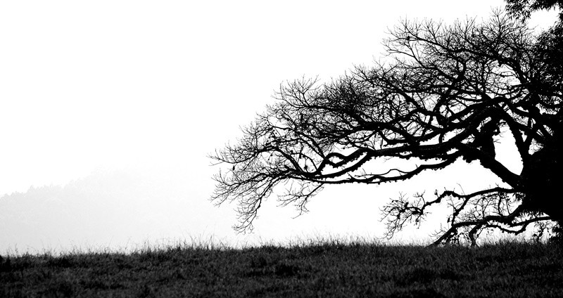 "E a natureza, continua com suas maravilhas!" de Decio Badari