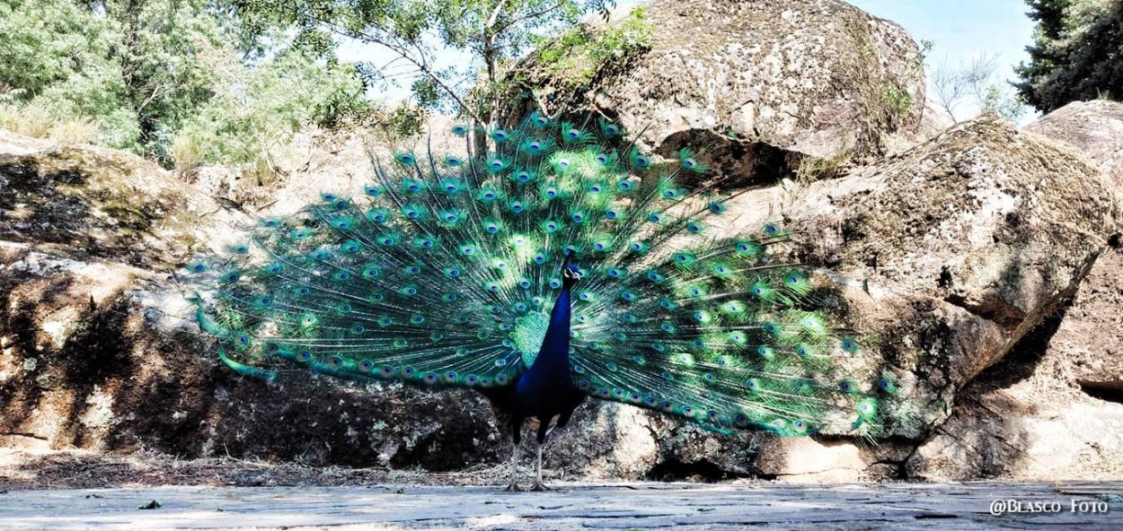 "Pavo real" de Luis Blasco Martin