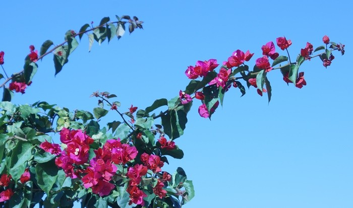 "As flores da Primavera na estao Inverno!" de Decio Badari