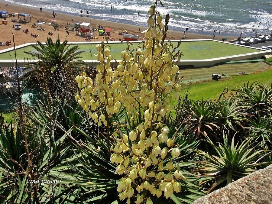 "Yuca filamentosa, en la playa Varese, MdPlata," de Ana Giorno