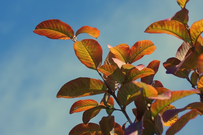 "Na natureza no h nada suprfluo.  Averris." de Decio Badari