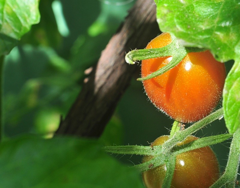 "`Tomates-cereja`,os primeiros da nova `safra` !!!!" de Decio Badari