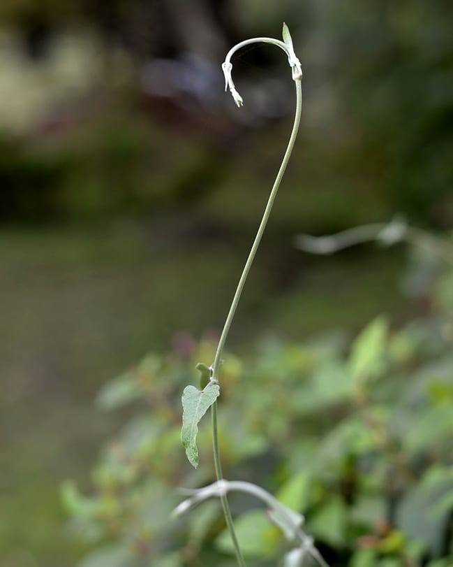 "Naturaleza" de Andres Mancuso