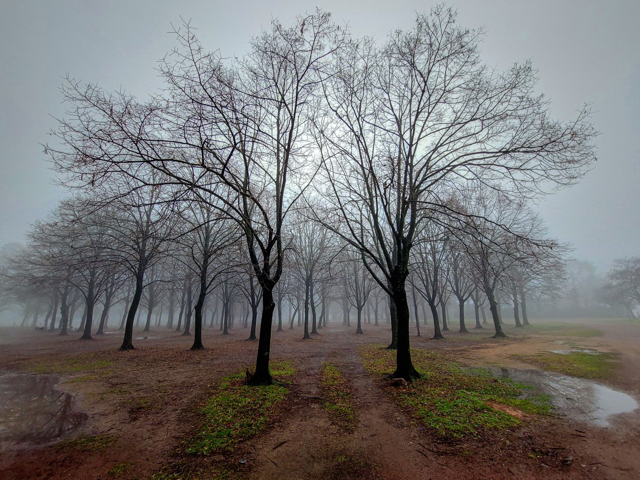 "Bosquecito en brumas" de Gerardo Saint Martn