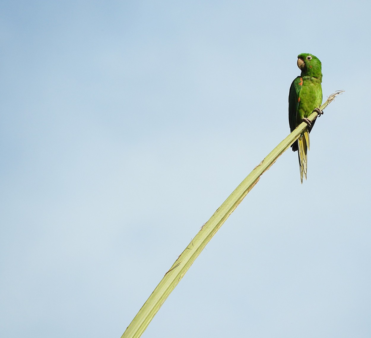 "Tudo na vida  uma questo de equilibrio!" de Decio Badari