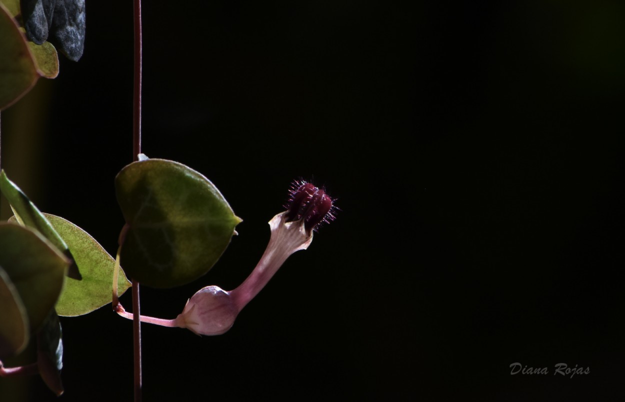 "Flor de corazones" de Diana Rojas