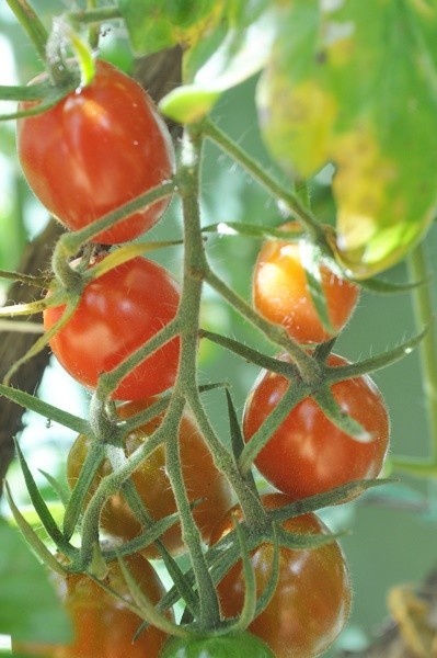 "Em nosso jardim/horta Tomates- cereja" de Decio Badari