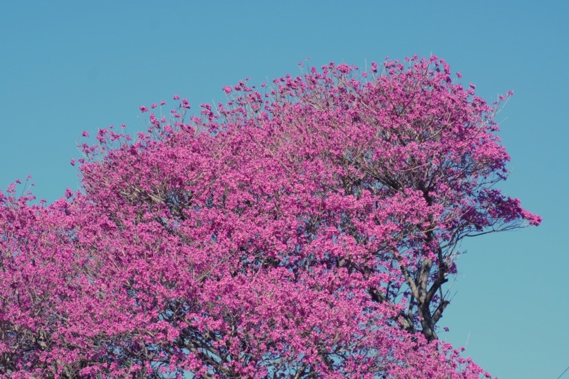 "A natureza continua mais viva do que nunca!" de Decio Badari