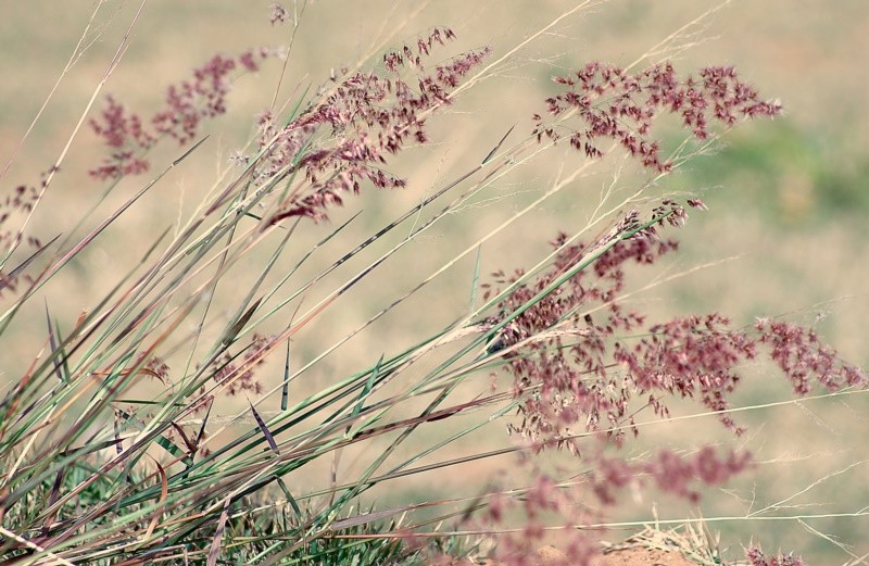 "A natureza e seus caprichos, texturas e cores....." de Decio Badari