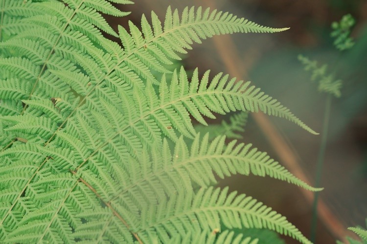 "Um quarteto harmonioso,assim  a Natureza!" de Decio Badari