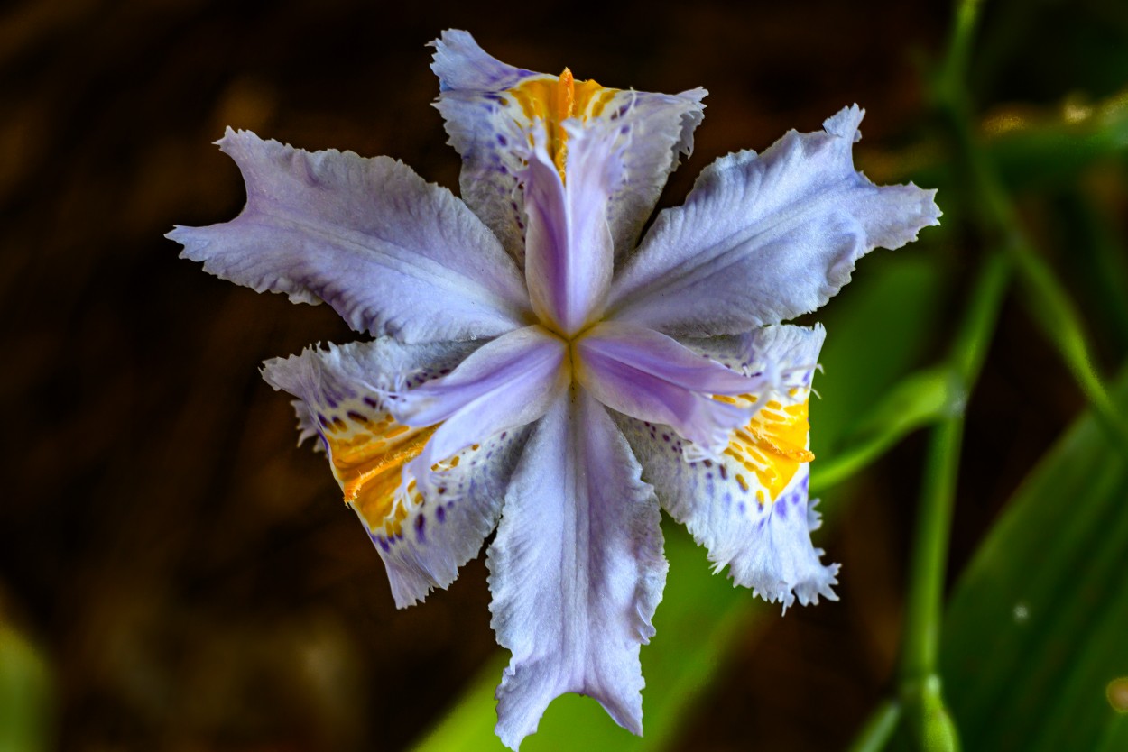 "FLOR" de Nestor Haisenreder