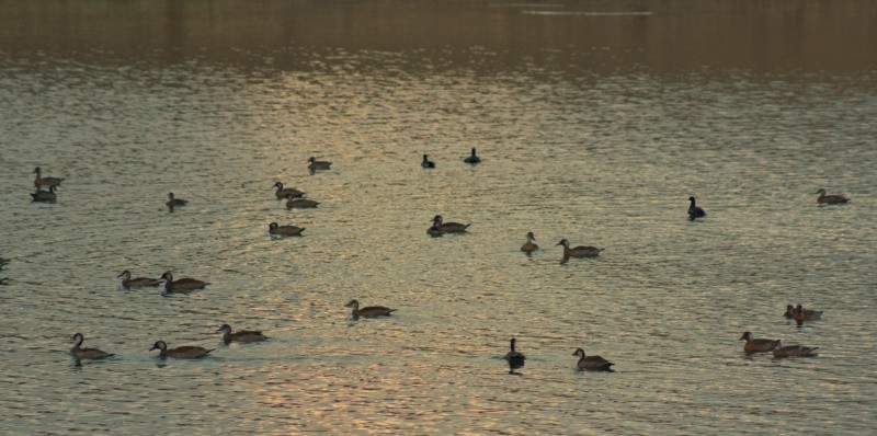 "Fim de tarde no Pesqueiro,pescar ? No fotografar" de Decio Badari