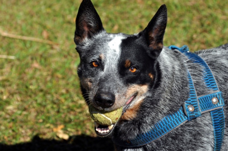 "Meu modelo de hoje: Australian Cattle Dog" de Decio Badari