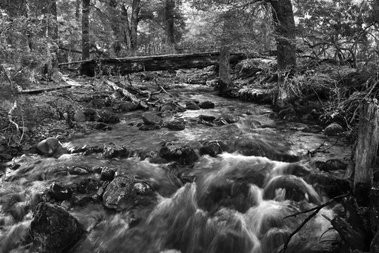 "Arroyo patagnico" de Osvaldo Sergio Gagliardi