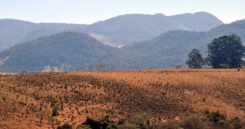 "Em primeiro plano o efeito das fortes geadas......" de Decio Badari