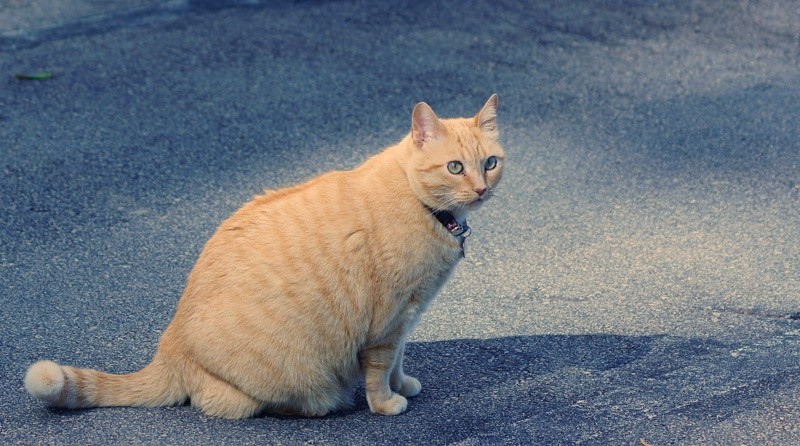 "Meu nome  ` Miau `,gosto de ser fotografada!" de Decio Badari