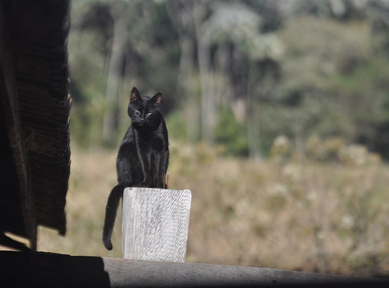 "Black is wonderful!" de Decio Badari