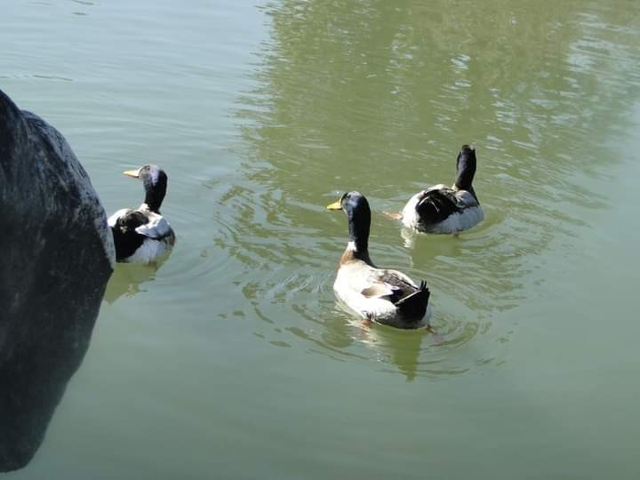 "Patos" de Amparo Josefina Maggi