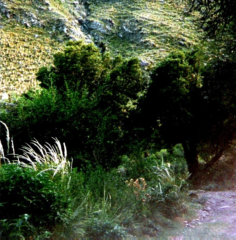 "bosques camino a las sierras" de Beatriz Di Marzio