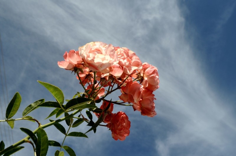 "As Mini-rosas, no centro da ateno!" de Decio Badari