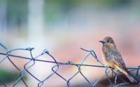 O gibo-de-couro (Hirundinea ferruginea (Vieil.))